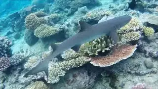 Cairns Australia & Great Barrier Reef - GoPro HD