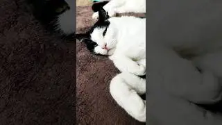Розовые носики #двесобакитрикота  #котики #котикинаркотики