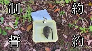 （閲覧注意）誓約を条件に解放されるネズミ２／２
