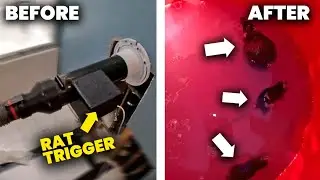 The FASTEST way to get rats OUT of walls…in LESS than 10 SECONDS!