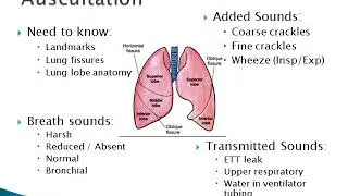 Assessment of the Chronic Acute Respiratory Patient (Paediatric)