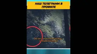 Неожиданные существа под льдом Антарктиды
