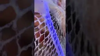 Spider Web #asmr