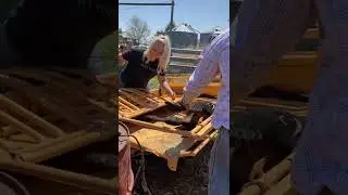 Calf castration