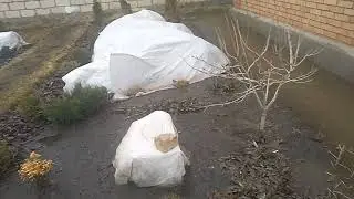 Why Roses Shouldn't Be Opened Early.