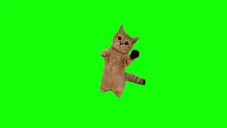 Cute Cat Playing Memes | Green Screen HD