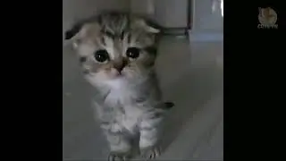 Surprising Truth About Kitty Poppins #babycat #aww #cutecat