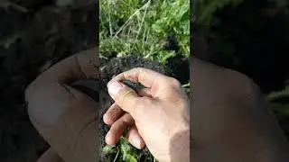 БОМБИЧЕСКАЯ копейка Екатерины 2 #коп #metaldetecting #coin