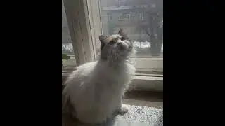 Наша кошка