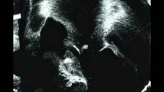 SPINE - Meatstick