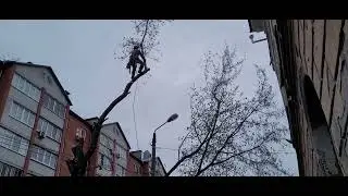 арбо семинария