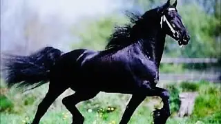 Фризские Лошади-Friesian horses!Фризские кони-ФРИЗЫ ЛОШАДИ! FRIESIAN HORSES! Вороные лошади фризы!