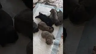 Сладкие булочки!!