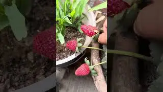 Fresa en Maseta en Casa