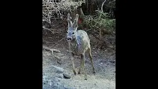 Srnci v lýčí - fotopast FOXcam WiFi. Roe deer