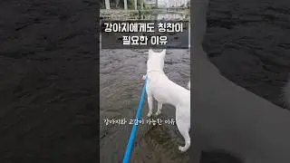 칭찬은 고래도 춤추게 해 / 진돗개 진주, 밀크 #백구 #강아지 #반려견 #강아지일상 #진돗개