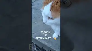 Государственная ветеринарная помощь💯