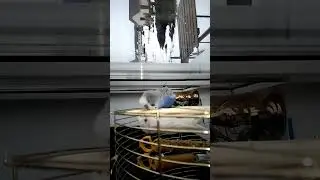 КЕША И НОВОЯ ЖИНА 🐦🦜🦜🦜прошлая ЖИНА Кира умерла 😭 (