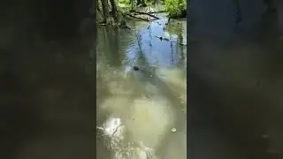 Бобёр_2