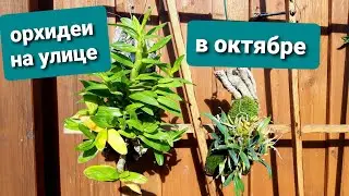 About ORCHIDS outside, temperature, watering. Answers to questions