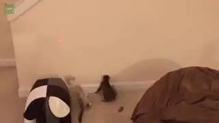 BEWARE THE DOT 
