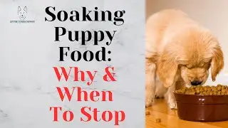 When To Stop Soaking Puppy Food