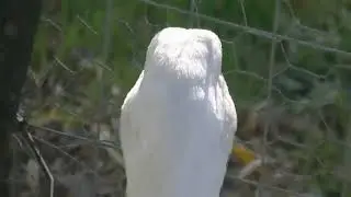 99.9% Duck