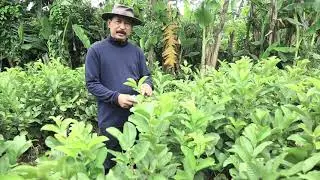 BUDIDAYA JAMBU KRISTAL