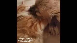 Котята курильский бобтейл.