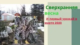 Сверхранняя весна  и первый урожай в марте 2020 г