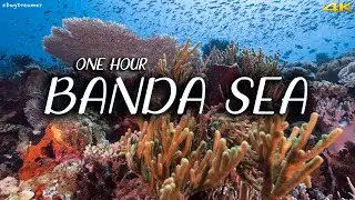 BANDA SEA | 1 HOUR Deep Relaxation Dive, Underwater Cinematic, Meditation, Sleeping (Trilogy Part 2)