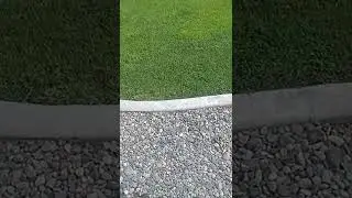 Touching grass for the first time #shorts