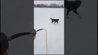 Пёсик хотел стащить эхолот 😀#рыбалка #природа #зима