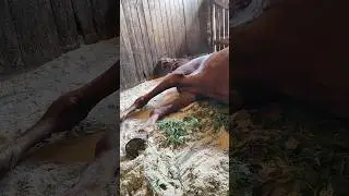 КАК спят лошади?!!!!Лёжа или стоя? Не знаешь - смотри видос)) 
