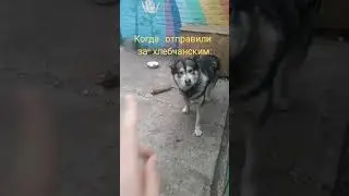 #мем