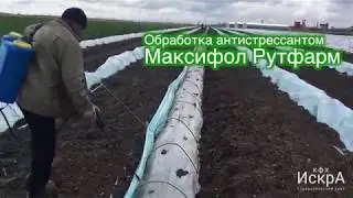 Заморозки+порывистый ветер=гибель рассады