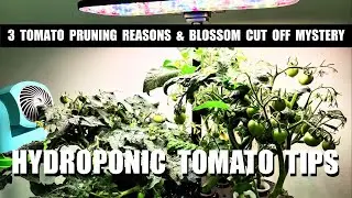 9 TOMATO TIPS FOR INDOORS
