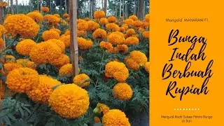 Peluang Bisnis Bertanam Bunga Marigold MAHARANI F1