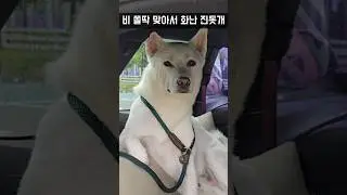 비 쫄딱 맞아서 열받은 진돗개 ㄷㄷ / 진돗개 진주, 밀크 #백구 #강아지 #반려견 #강아지일상 #대형견
