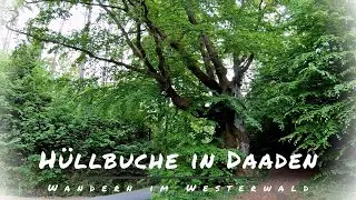 Hüllbuche in Daaden, Wandern im Westerwald