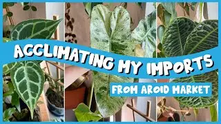 Acclimating My IMPORTS! | Tips & Tricks to Help Your Imports Survive