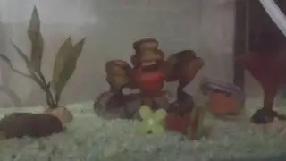 Pelea de ciclido limón vs ciclido johany