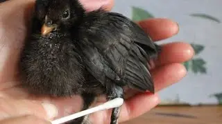 Sick Chick - Quick but Effective Treatment.Tiny Organic Poultry Bobos poussin bio. Polluelo orgánico