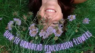 How to Deadhead Pincushion Flowers📍💀✂️ Video Tutorial • Growing Home Gardening