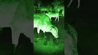 The horror scene 😱😱 #shorts #ytshorts #youtubeshorts #bhoot #ghost #creepy #haunted #bhootmovie
