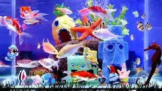 ASMR video collection of beautiful ornamental fish, Spongebob DIY, koi, oscar, lobster, Glowfish