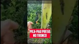 Pica-Pau preso no tronco