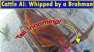 AI Breeding: Red Brahman Beats Me Up!