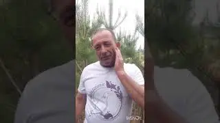 Прививка кедра на сосну. Зачем?