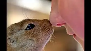 Чей нос лучше. Аудиосказка. В. Бианки